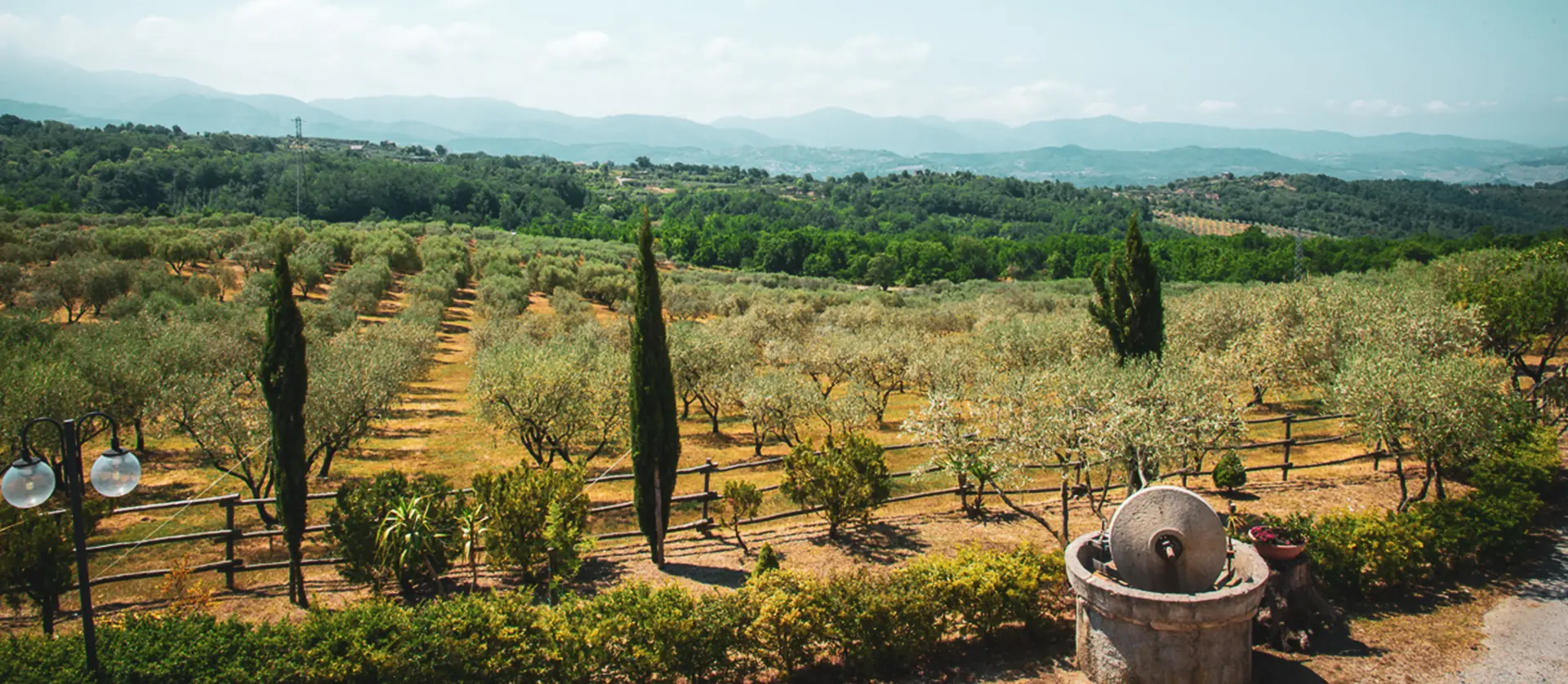Oliveti del Cilento con una vecchia macina in pietra e le colline sullo sfondo