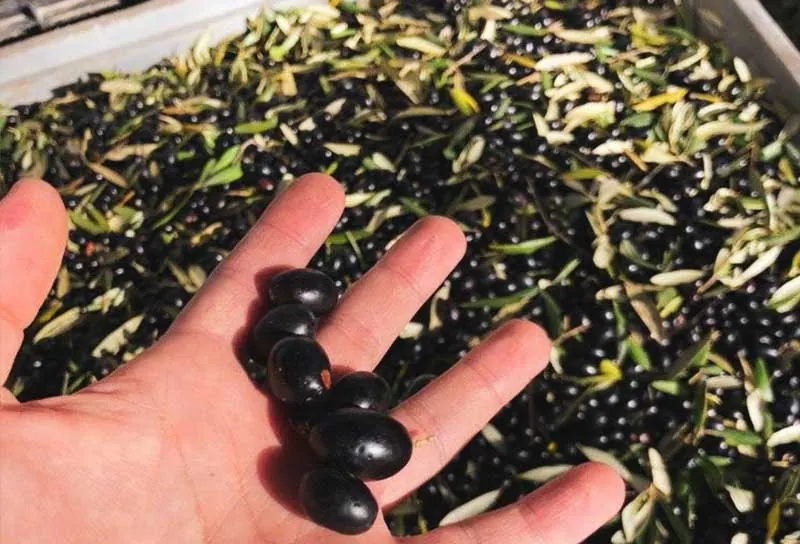Olive nere raccolte a mano