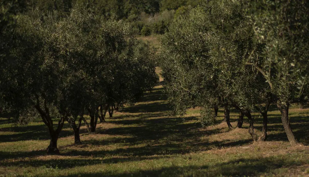 File di ulivi nell'oliveto dell'agriturismo