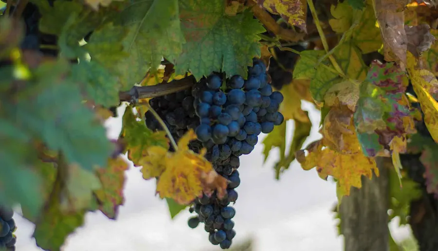 Grappolo di uva Aleatico sulla vite