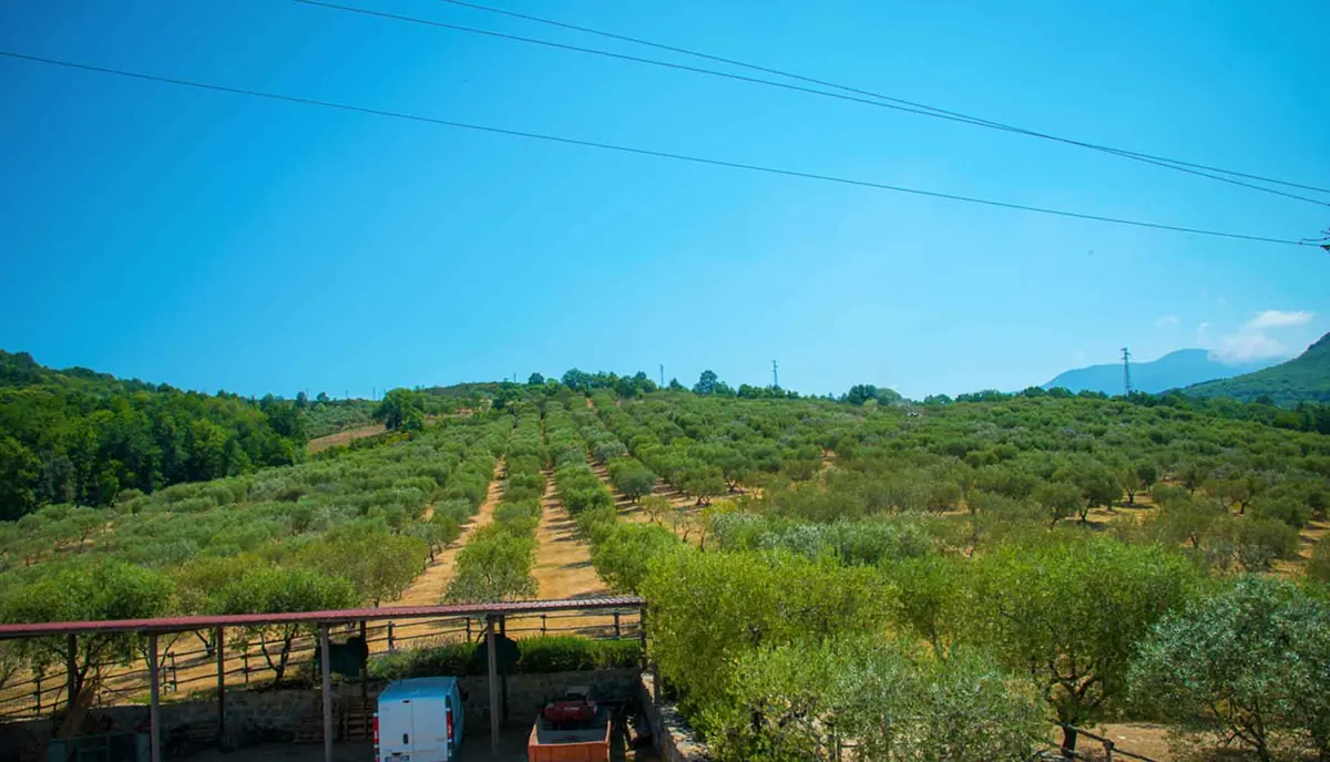 Vista sulla valle e sugli oliveti